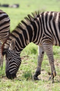 plain_zebra (7)